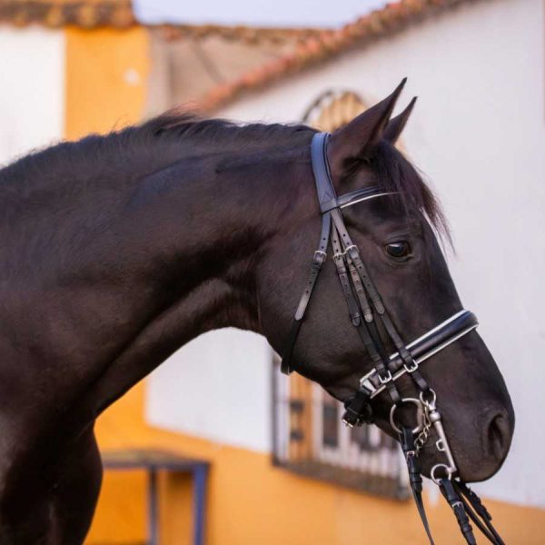 Cabezada de doble rienda con refuerzo blanco en frontalera y muserola