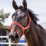 cabezada-marjoman-de-canutillo