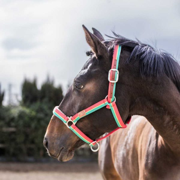 CABEZADA MARJOMAN DE NYLON CLOSED MOUTH