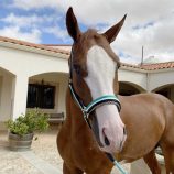 cabezada-marjoman-de-nylon-doble-con-refuerzos-de-cuero