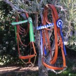 cabezada-marjoman-de-presentacion-especial-con-cucardas-ramal-cuero-liso