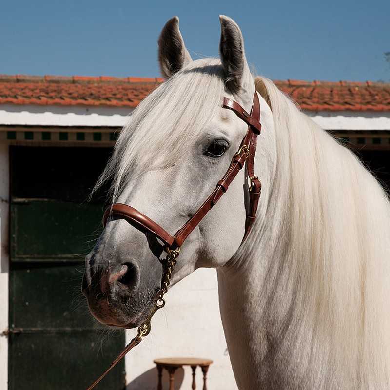 cabezada-marjoman-de-presentacion-frontalera-y-ramal-cuero-liso cabezada-marjoman-de-presentacion-frontalera-y-ramal-cuero-liso
