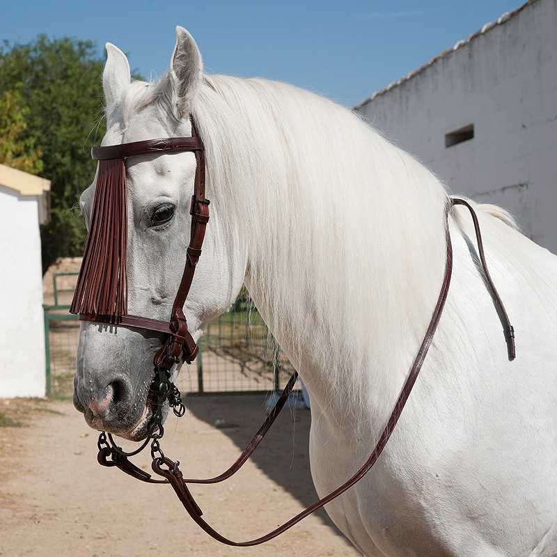 cabezada-marjoman-espanola-alomada-pina-cuero-con-riendas cabezada-marjoman-espanola-alomada-pina-cuero-con-riendas