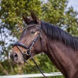 cabezada-para-filete-con-hebillas-y-piedras-en-oro-rosa