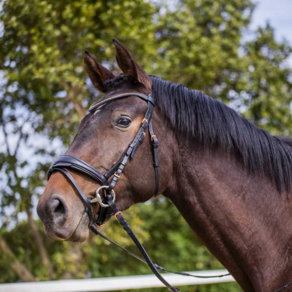Cabezada para filete con hebillas y piedras en oro rosa