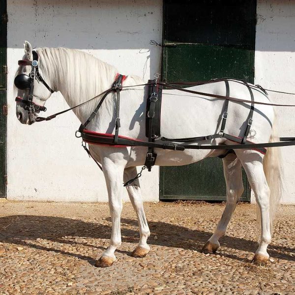 ENGANCHE DE BIOTANE PARA UN CABALLO